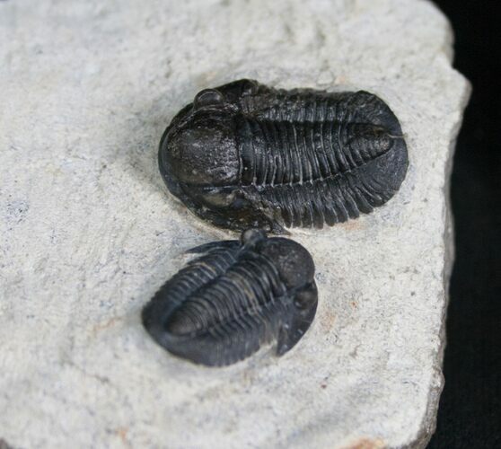 Double Gerastos Granulosus Trilobite #4107